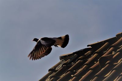 Low angle view of bird flying against sky