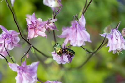 Two wonerful golden rose beetles forage on pink flowers