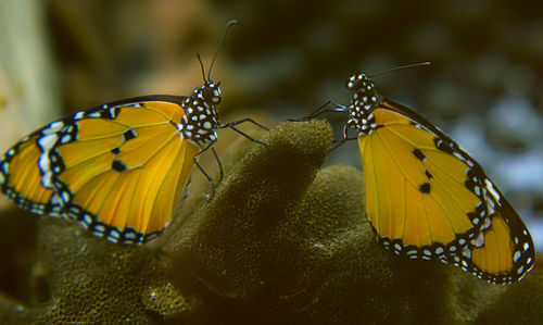 Close-up of newborn butterfly's 