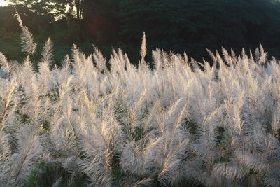 Close-up of snow covered field