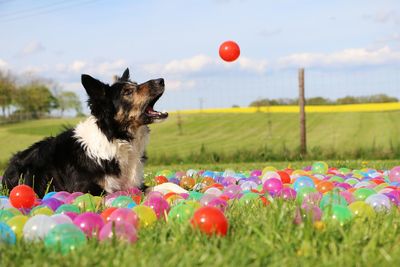 Dog sitting amidst multi colored balloons on field