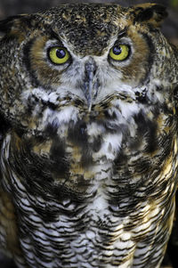 Close-up portrait of owl