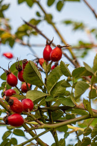 Red berries growing on tree