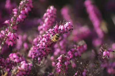 Close-up of bee pollinating on lavender