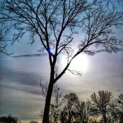 Bare trees against sky at sunset