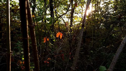 Trees and plants in forest
