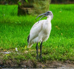 Ibis perching on field