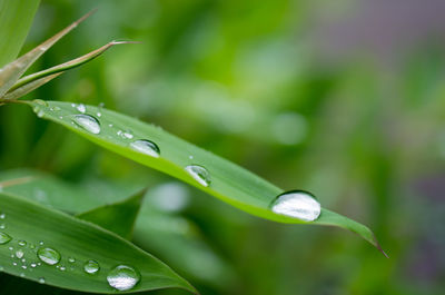 Close-up of water drops on grass