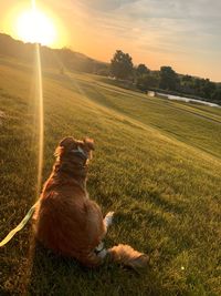 Dog relaxing on field during sunset