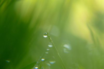 Close-up of water drops on plant