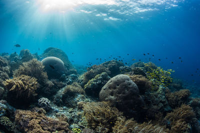 Jellyfish swimming in sea