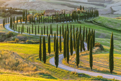 Italy, tuscany, treelined country road in summer at dusk