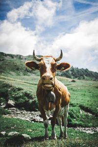 Portrait of horse standing on field