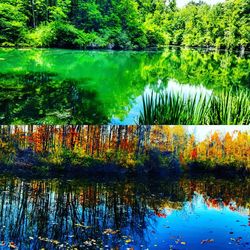Reflection of trees in water