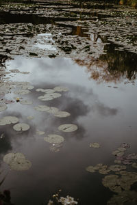 High angle view of leaves floating on lake