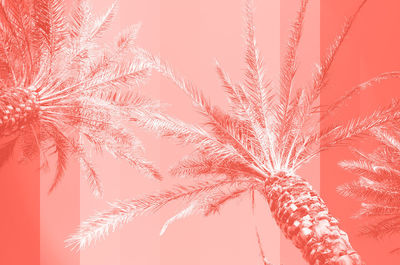 Low angle view of palm tree against sky