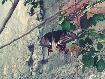 Butterfly on a tree