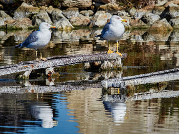 Seagulls perching on a lake