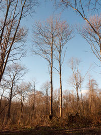 Bare trees on field against sky