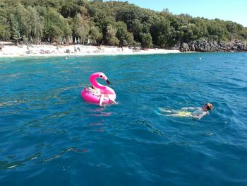 Swan floating on sea