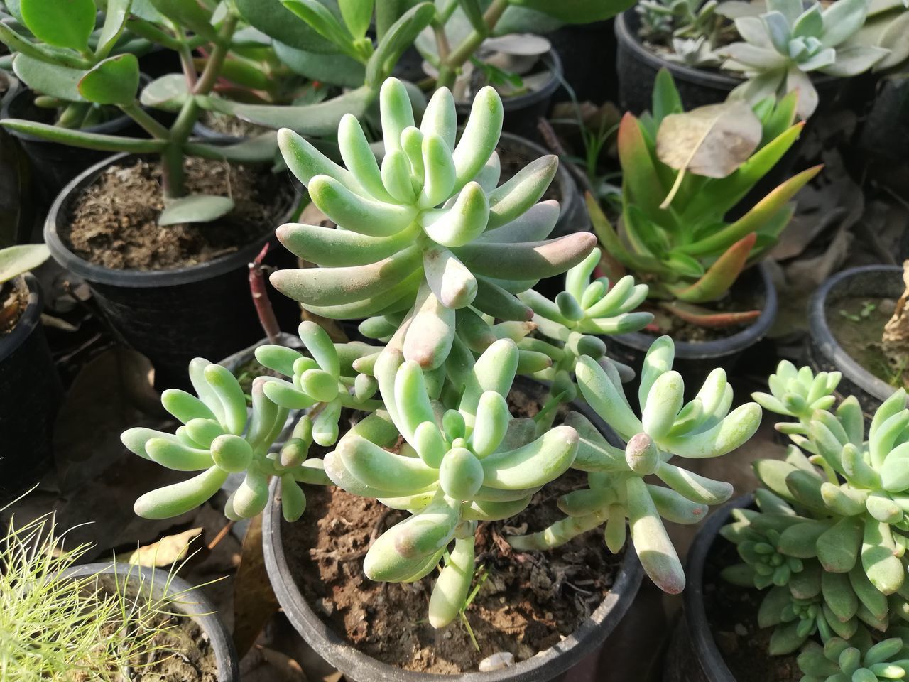 HIGH ANGLE VIEW OF SUCCULENT PLANTS IN BACKYARD