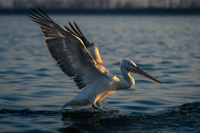 Pelican flying over lake