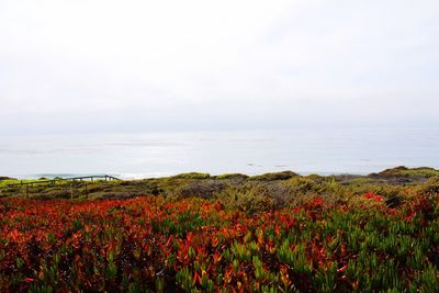 Scenic view of flowering plants on land against sky