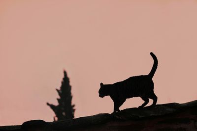 Silhouette of a horse