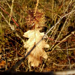 Close-up of dry autumn leaf