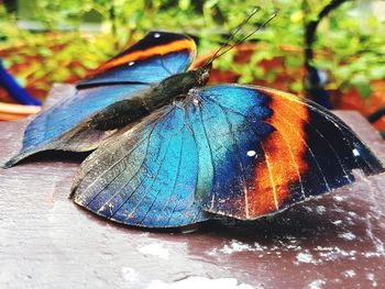 Close-up of butterfly perching on leaf