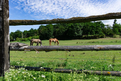 Horses on field