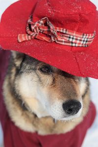 Close-up of dog wearing hat