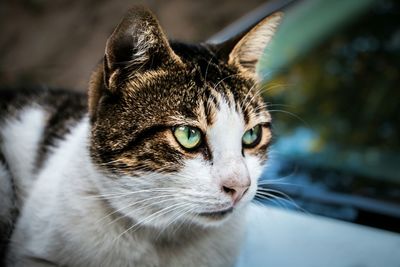 Close-up portrait of cat