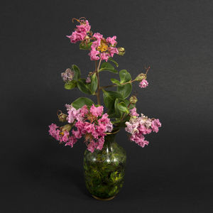 Close-up of fresh pink flowers in vase against black background