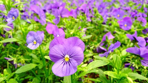 Close-up of purple flowers blooming outdoors
