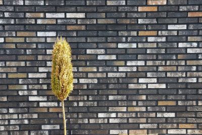 Close-up of plant against brick wall