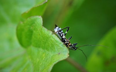 Close-up of insect on leaf