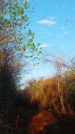 Low angle view of tree against clear sky