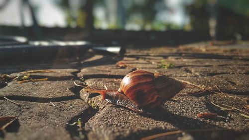 Close-up of snail on road