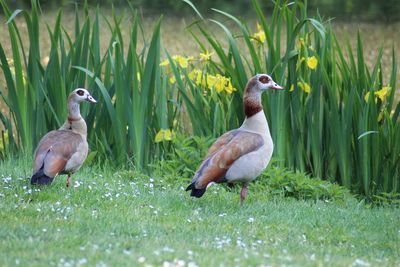 Mallard duck on field