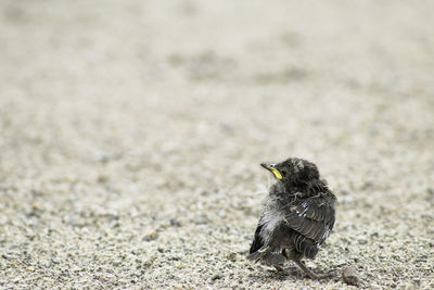 Close-up of bird perching on a land