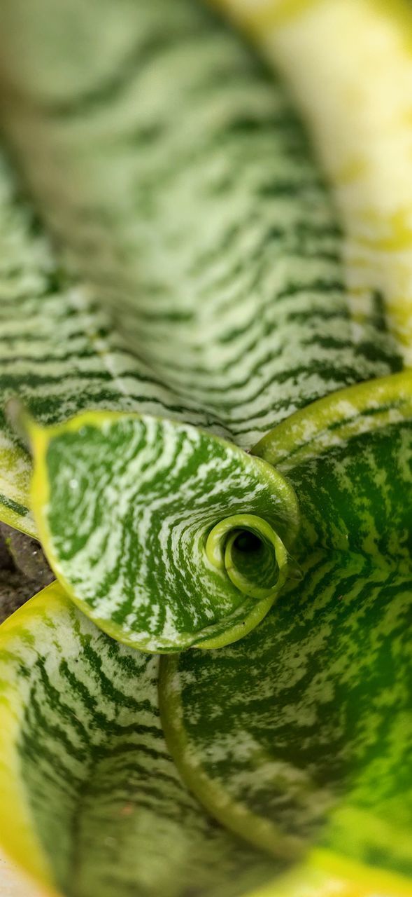 FULL FRAME SHOT OF A GREEN LEAF