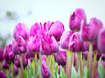 Close-up of pink flowering plants on field