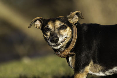 Close-up portrait of dog