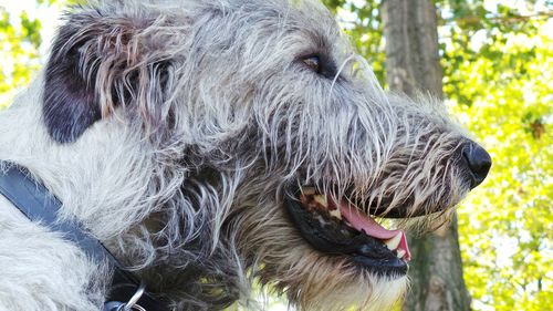 Close-up of dog outdoors