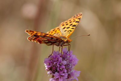 Close-up of butterfly pollinating on purple flower