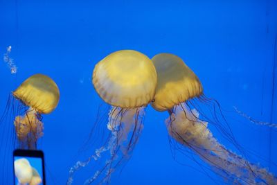 Close-up of yellow jellyfish swimming in water