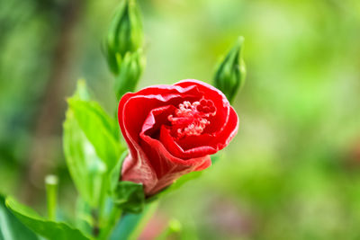Close-up of red rose