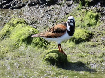 View of bird perching on rock