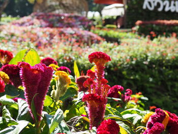 Close-up of red flowers blooming outdoors